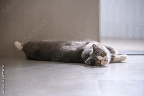 The British short hair cat lying on the ground