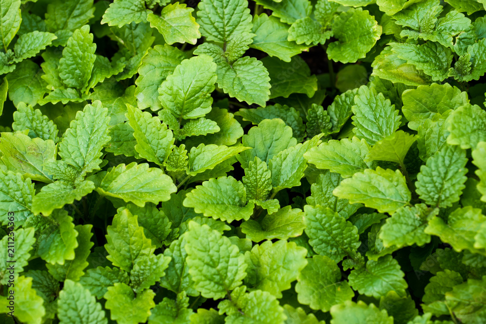 Peppermint leaves in the garden. Green background. Close up Peppermint leaves in the garden. Green background. Close up