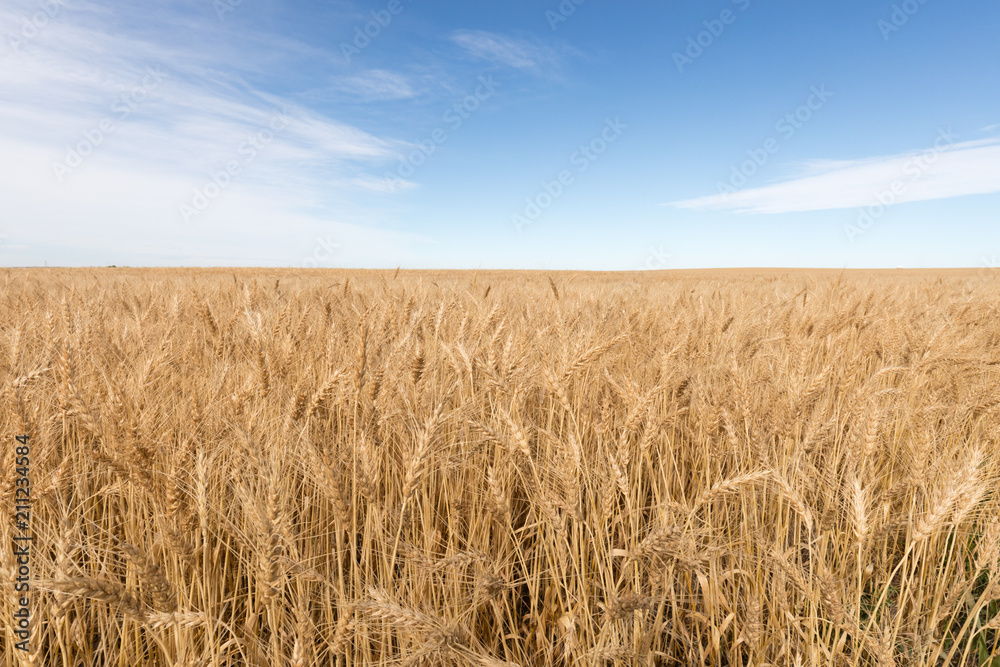 Rye field ready to harvest Alberta Canada Rye field ready to harvest Alberta Canada