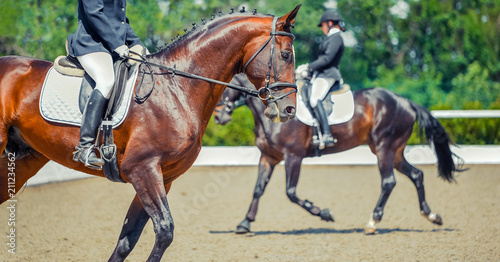 Two dressage horses and riders. Sorrel horse portrait during equestrian sport competition. Advanced dressage test. Copy space for your text. © taylon