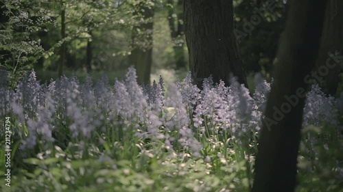 Bluebells in a forest during spring time in the UK photo