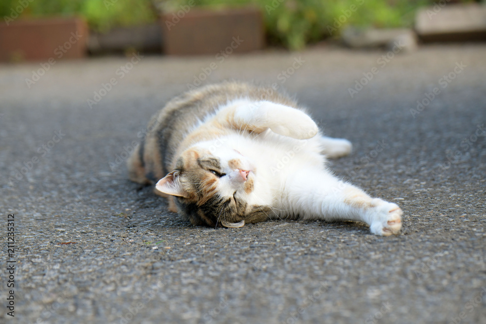 Fototapeta premium 外猫