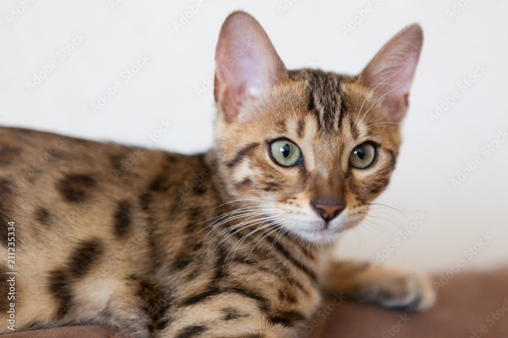 Bengal cat at home close-up