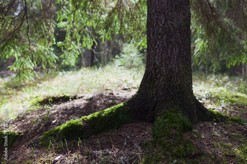 Spruce tree in forest sunlight