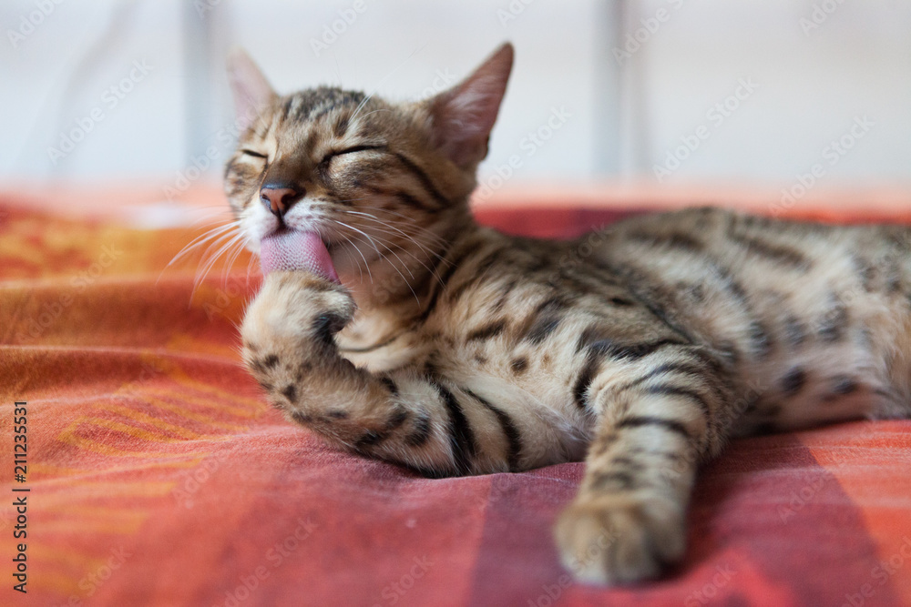 Bengal cat washing itself on bed Bengal cat washing itself on bed