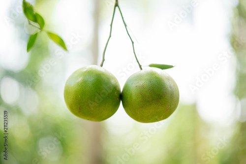 Wallpaper Mural Two tangerines stick together like they're kissing. Torontodigital.ca