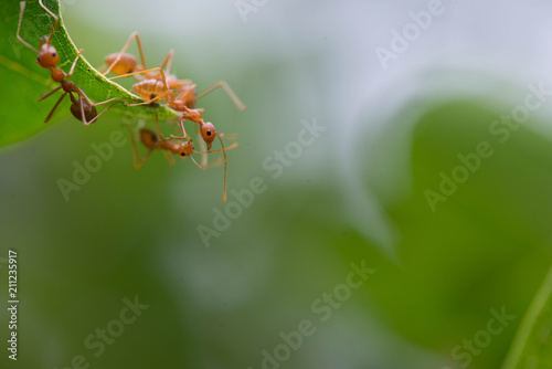 Ants help to connect two leaves.