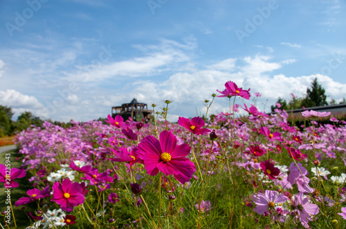 広島県国営備北丘陵公園のコスモス庭園 photo