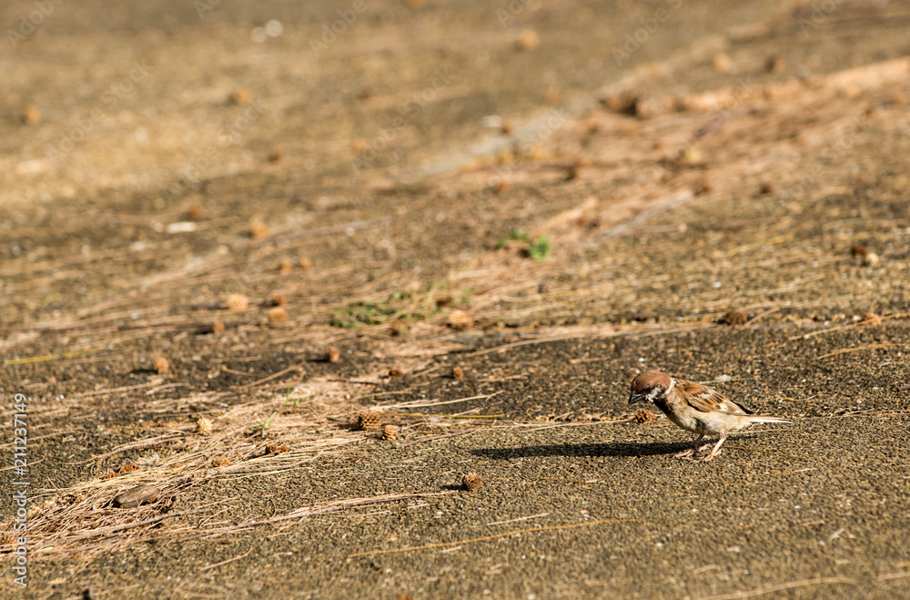 Sparrows who were searching for food, according to the floor in the morning Sparrows who were searching for food, according to the floor in the morning