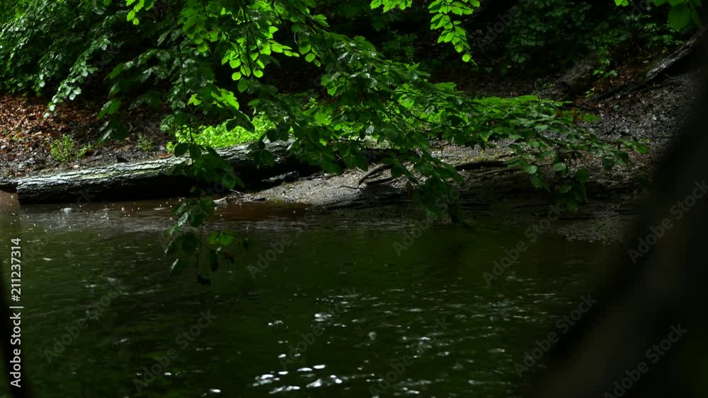 Raining on a river in the forest Raining on a river in the forest