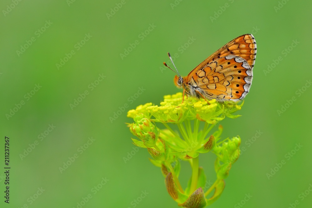 Euphydryas aurinia  196