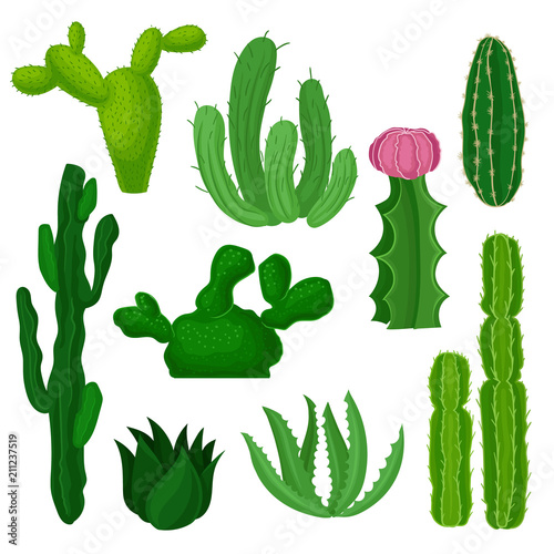 Cacti, succulents and euphorbias set, beautiful and unpretentious plants vector Illustrations on a white background