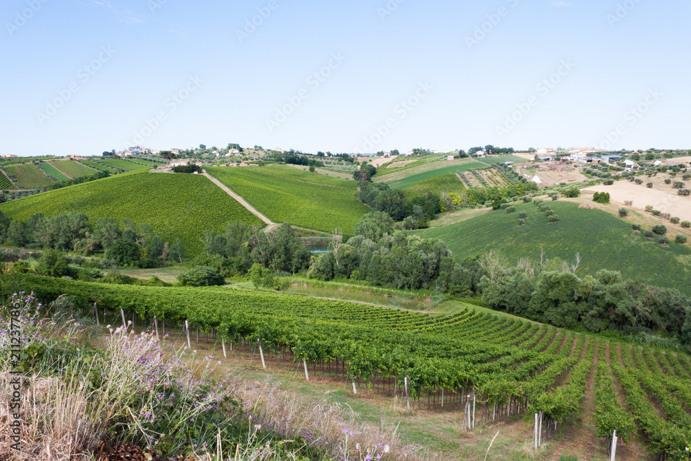 bella veduta delle vigne e alberi nelle campagne di italia regione abruzzo