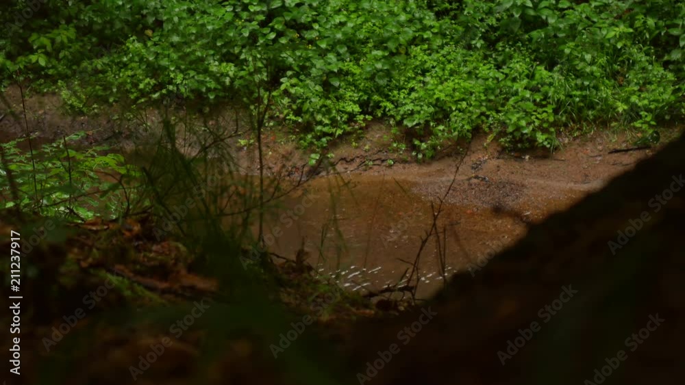 raining on the forest river raining on the forest river