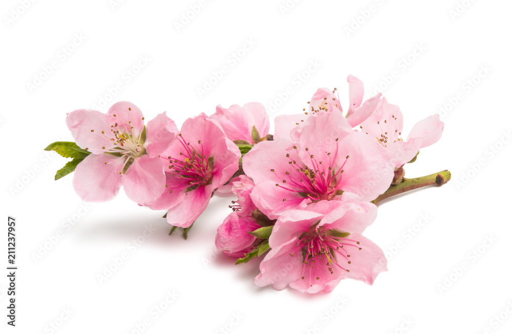 Obraz premium kwiaty sakury na białym tle