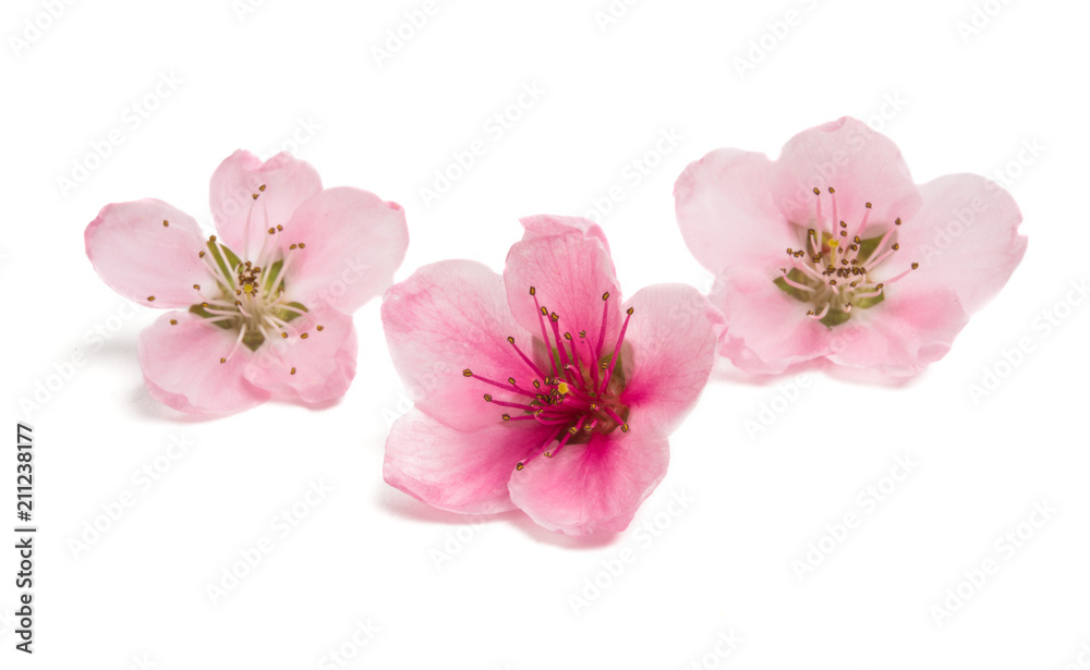 sakura flowers isolated sakura flowers isolated