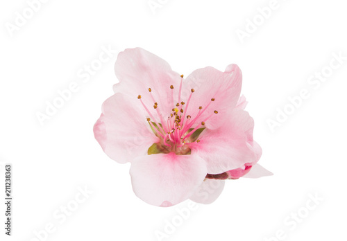 Платно sakura flowers isolated