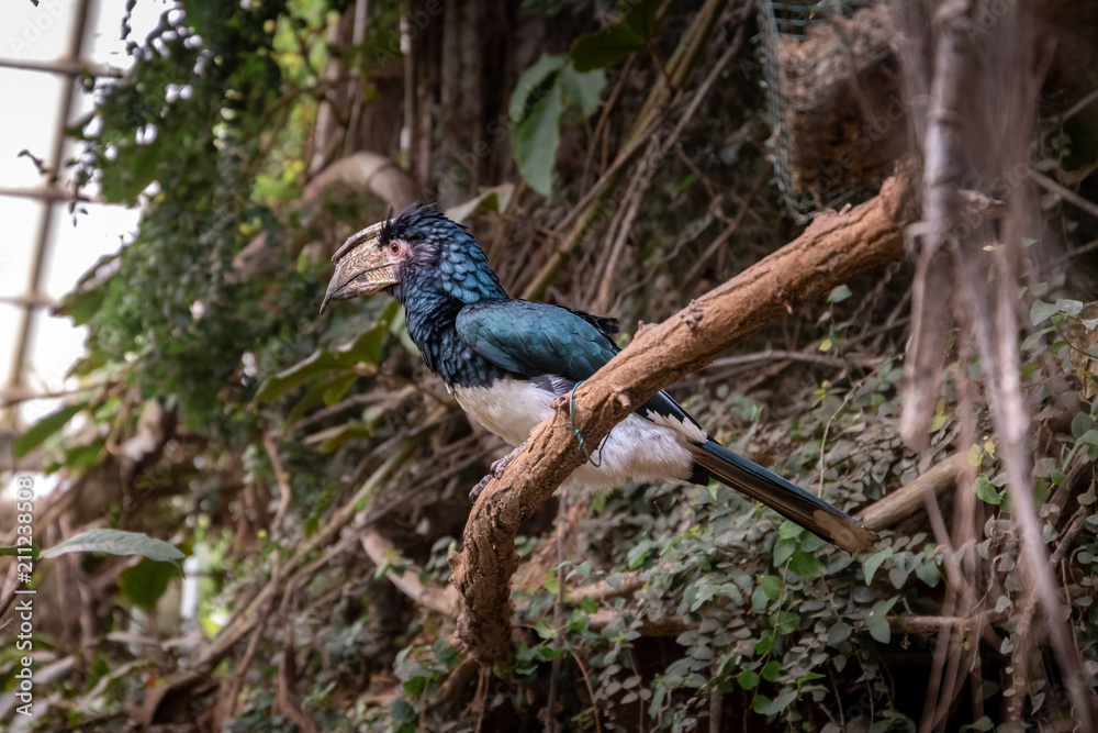 Fototapeta premium series of photos depicting various species of birds and amphibians.