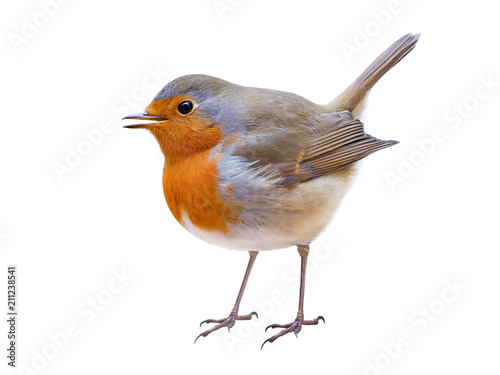 Robin or redbreast (Erithacus rubecula) isolated, on white background
