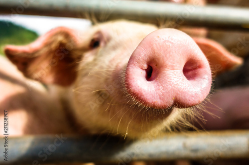 piglets