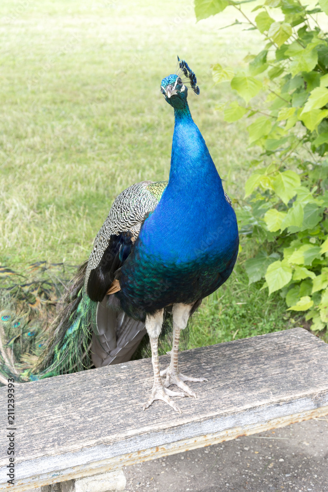 Fototapeta premium Peacocks at the Bagatelle Park, Paris