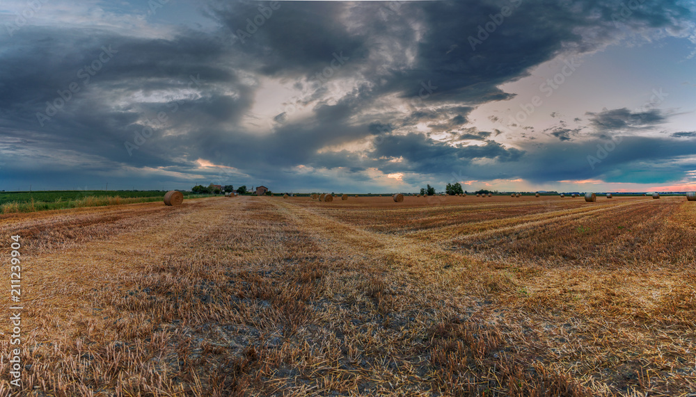 Harvested wheat fields