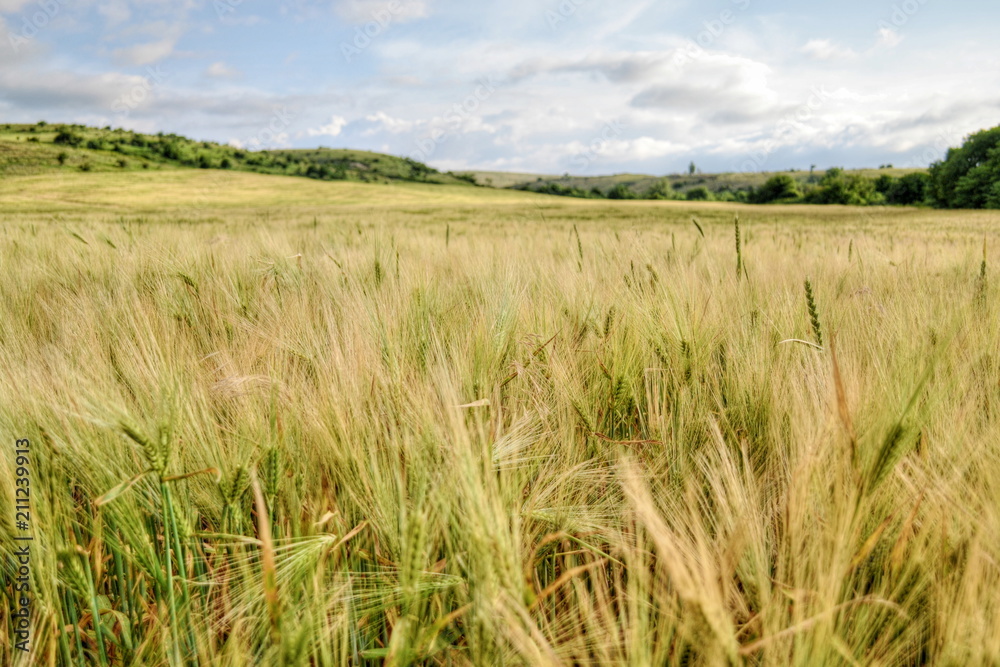 Field of wheat amid the mountains, summer landscape Field of wheat amid the mountains, summer landscape