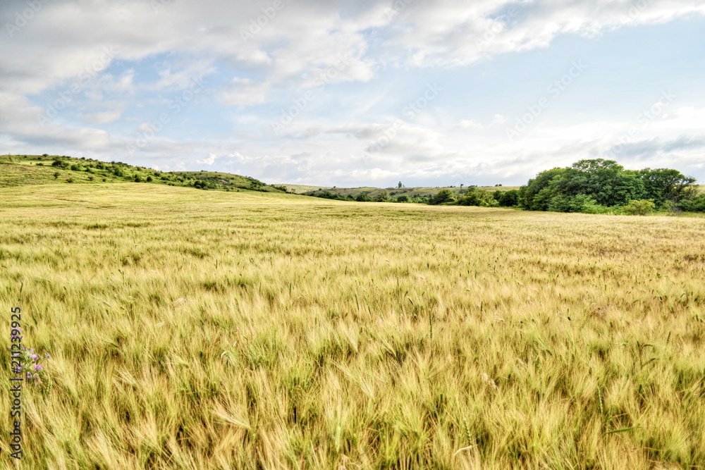 Field of wheat amid the mountains, summer landscape