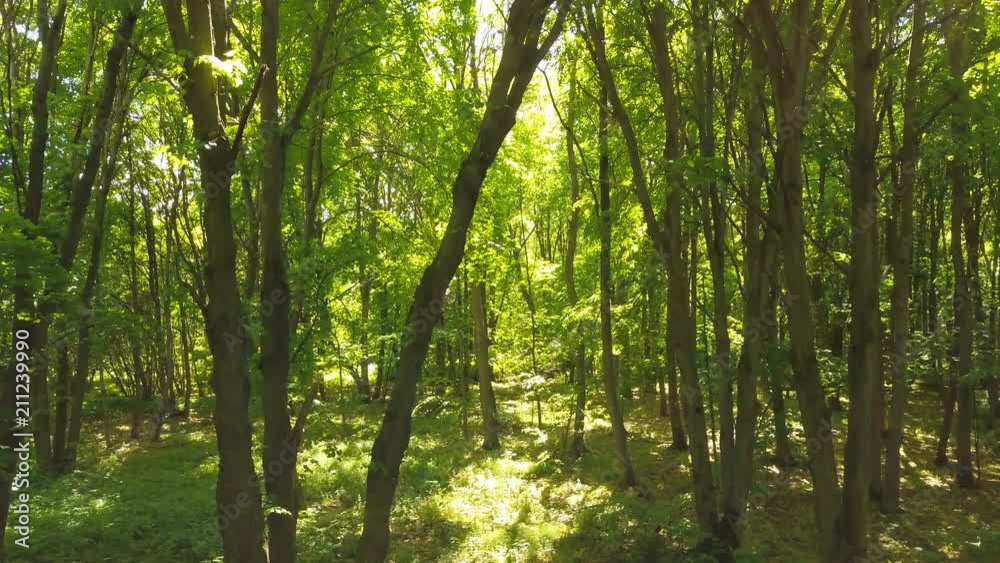 4K Aerial. Fly inside summer sunny wood. Trees with green leaves. 4K Aerial. Fly inside summer sunny wood. Trees with green leaves.