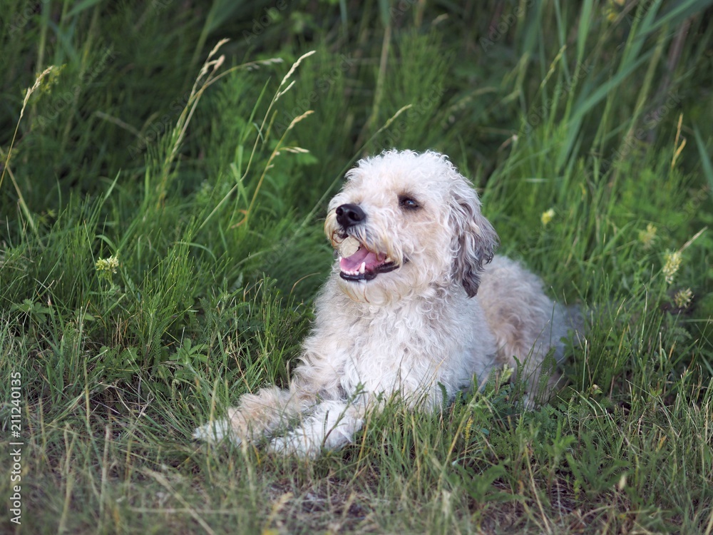 Fototapeta premium Lagotto Romagnolo dog