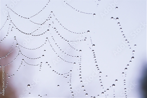 Closeup drops in Spiderweb