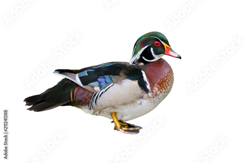 Male Wood Duck (Aix sponsa), isolated on white background