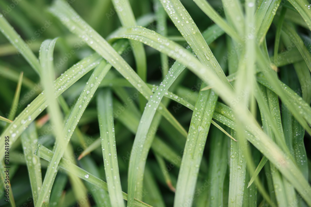 wet grass after the rain wet grass after the rain