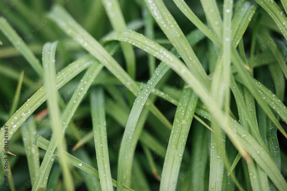wet grass after the rain wet grass after the rain