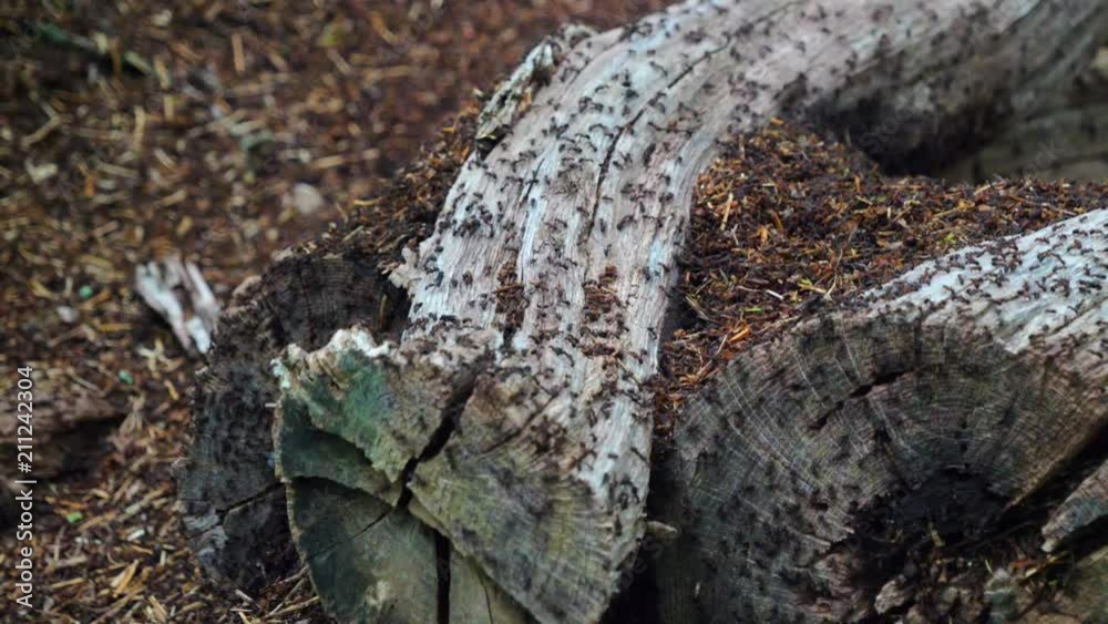 Clip of a big Ant colony on some wood cuttings in a forest
