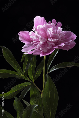 Lilac peony on a black background.