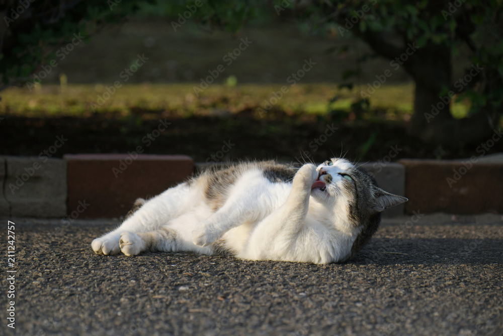 外猫