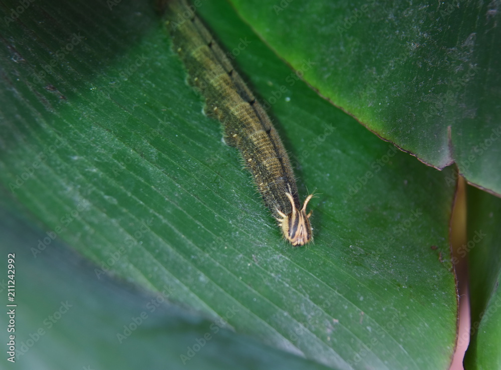 Tropische Schmetterlingsraupe Biosphäre Potsdam Tropische Schmetterlingsraupe Biosphäre Potsdam