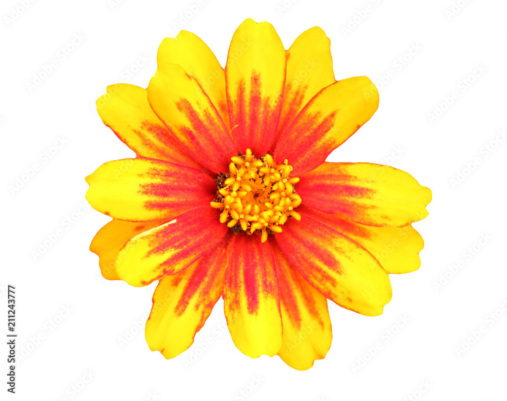 Obraz premium Colorful yellow-and-orange flower isolated on white background.