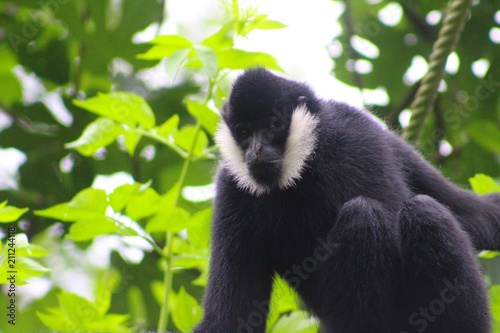 male gibbon sur sa branche dans son enclos