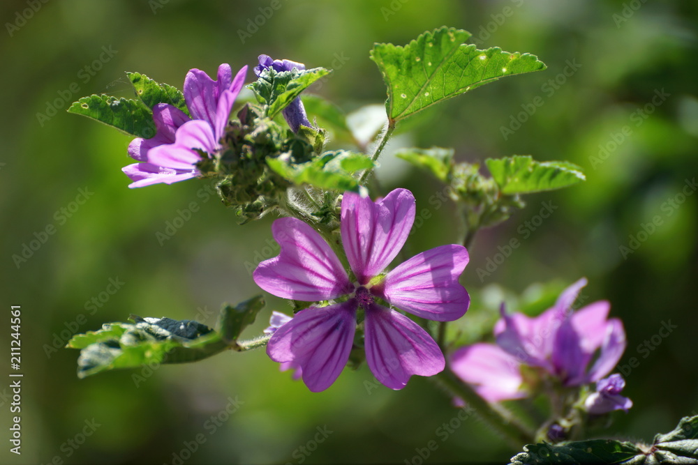 Flowers and leaves of tall mallow.