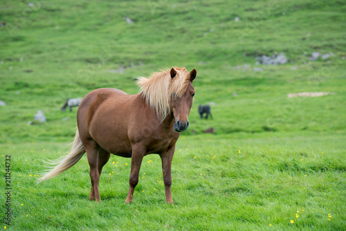 Icelandic horse