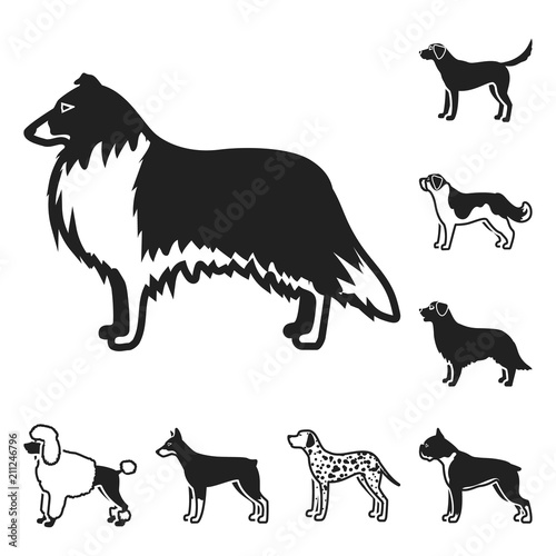 Dog breeds black icons in set collection for design.Dog pet vector symbol stock web illustration.