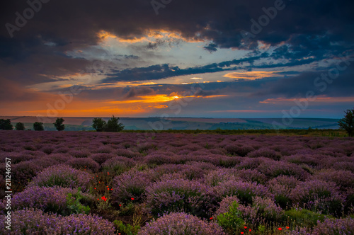 Calming landscape of a lavender field in Moldova at the sunrise. Colorful cloudy sky over the purple blooming flowers. Summer harvest background