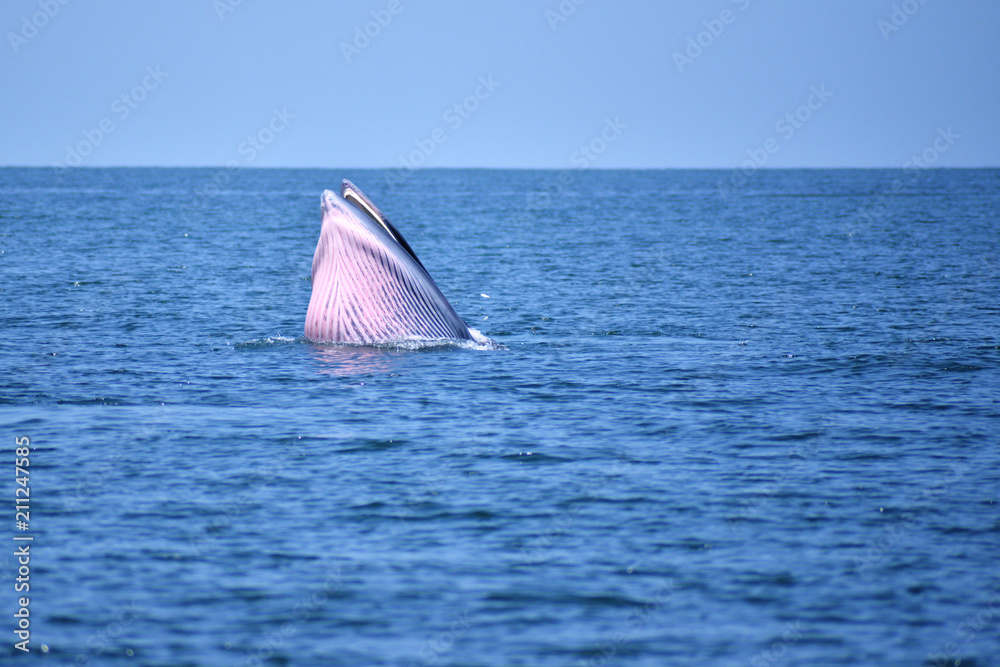 Fototapeta premium Bryde's whale in the Gulf of Thailand It is registered with the Department of Marine Resources.
