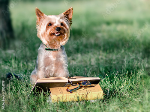 Cute pet Yorkshire terrier sitting outside on green grass next to an open book and glasses. Dog reading reading in park at sunny day. Education and training. Copy-space left