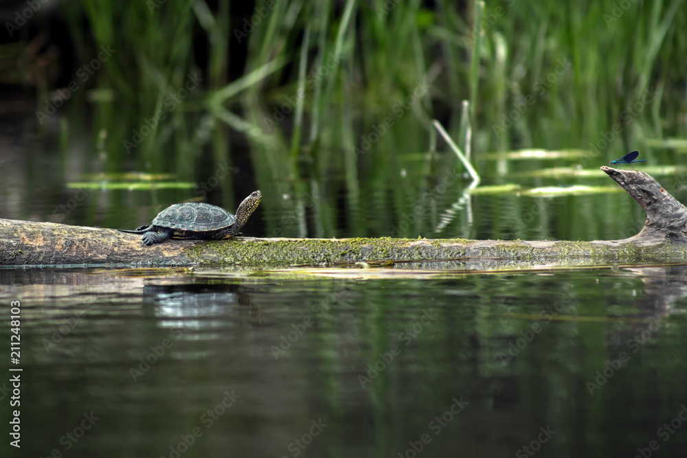 Obraz premium Swamp turtle in nature