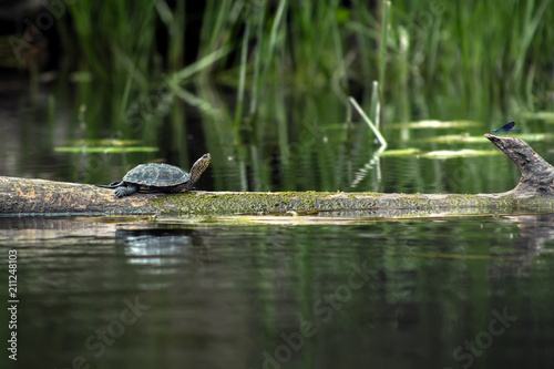 Swamp turtle in nature