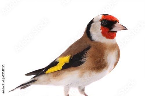 portrait goldfinch