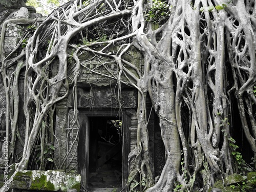 Fototapeta Naklejka Na Ścianę i Meble -  Mother Nature reclaiming what is hers. Entry to the unknown  in Ta Prohm, Cambodia. 